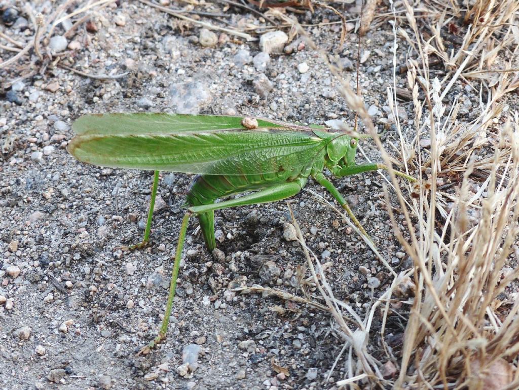 Aiuto per identificare queste 